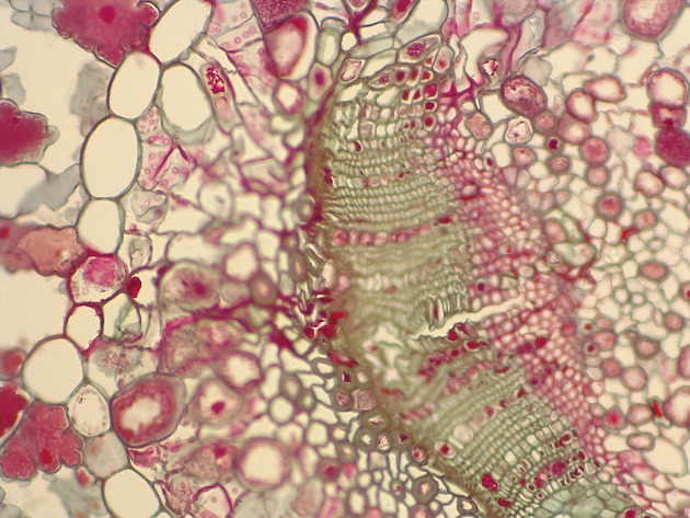Pine Leaf CS Slides - Pine Leaf CS 01 200X